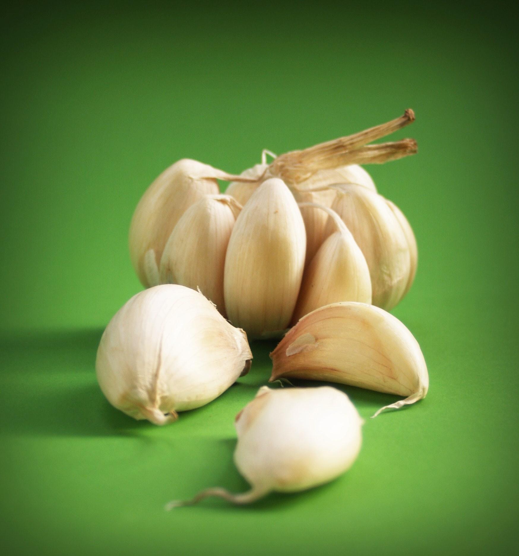 Great Garlic Photo