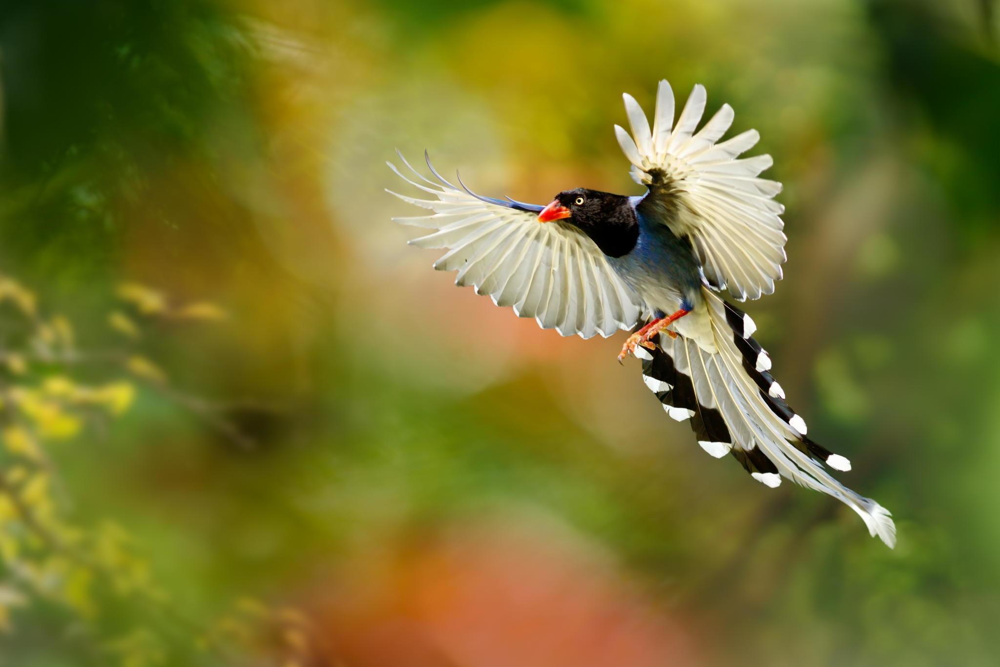 Bird of Paradise Wallpaper