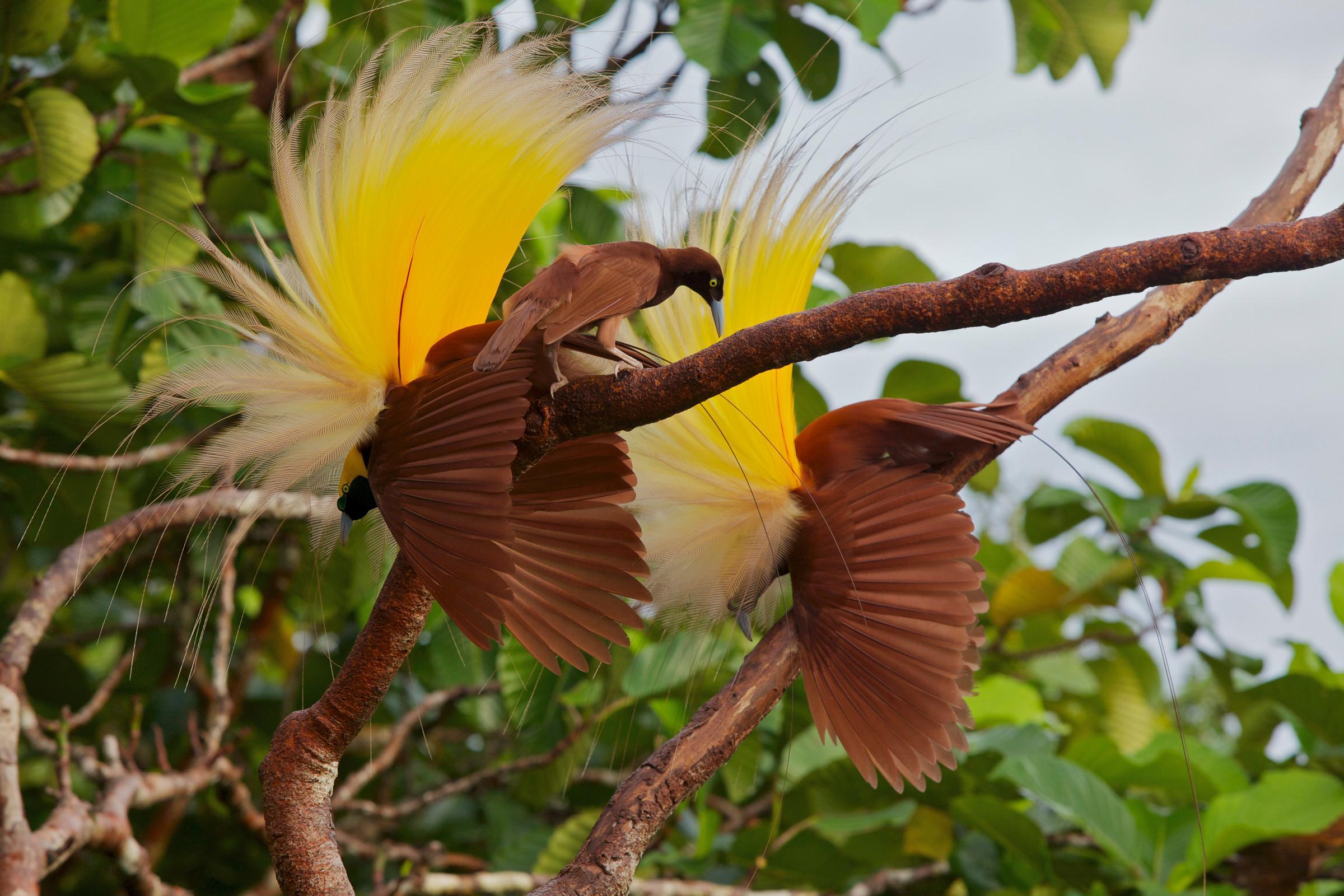 Брачные танцы животных. Балийская Райская птица. Райская птица Папуа новая Гвинея. Райская птица Гоби. Королевский венценосный мухоед.