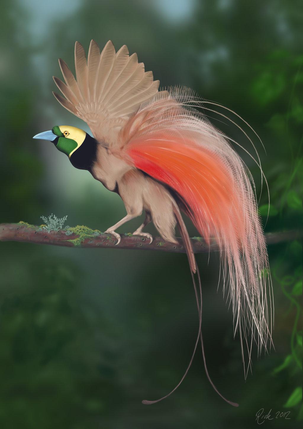 800x533px Bird Of Paradise 74.94 KB