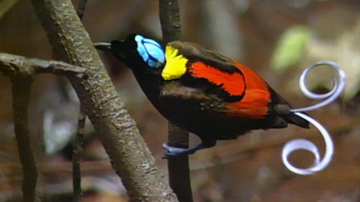 BBC Two's Paradise Birds, Wilson's bird of paradise
