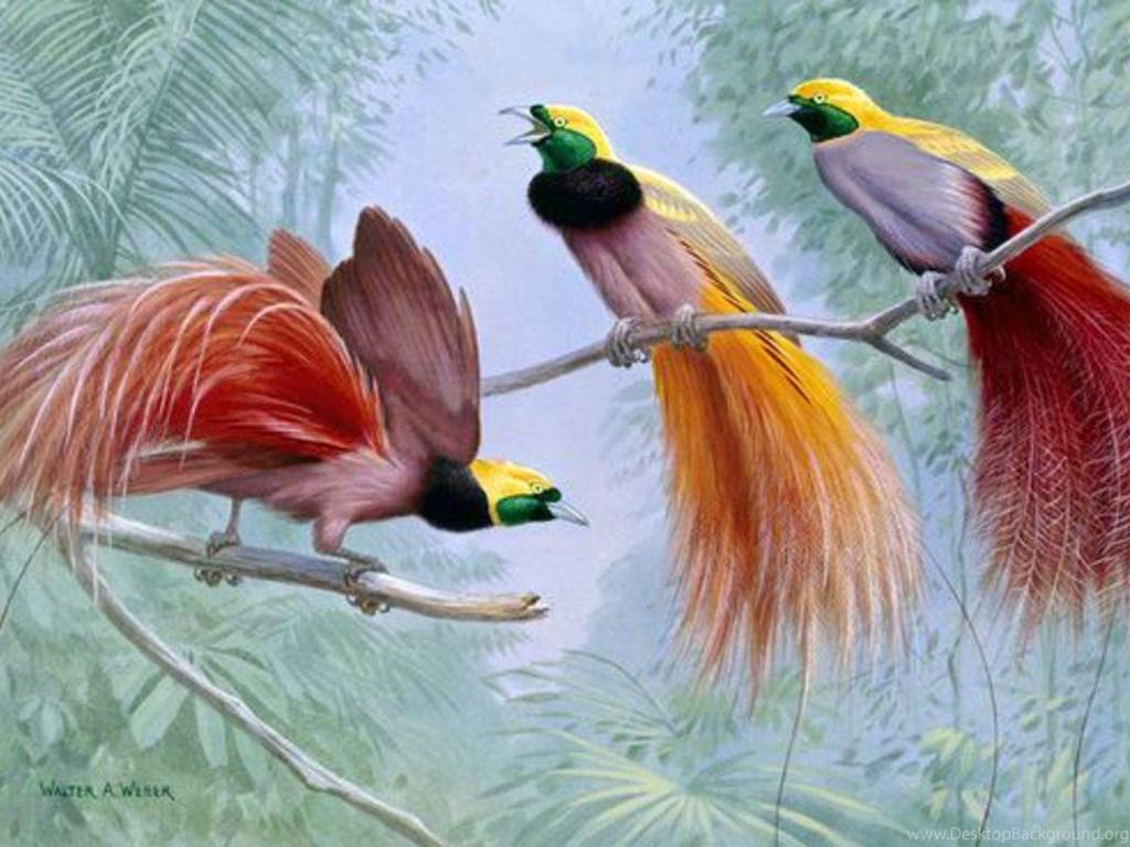 GRYBEASTED BIRDS OF PARADISE WALLPAPER Desktop Background