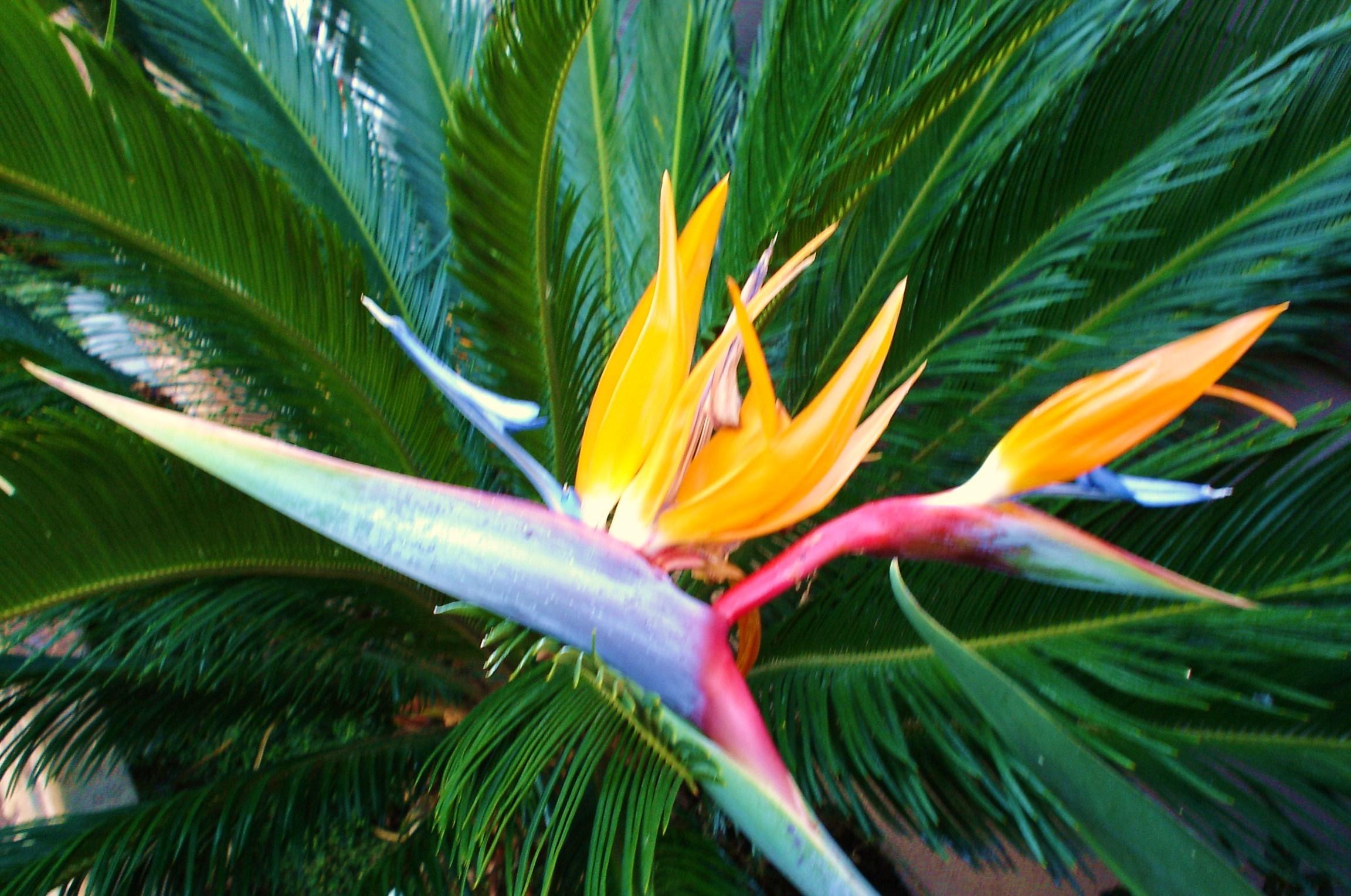 Gardening image bird of paradise HD wallpaper and background photo