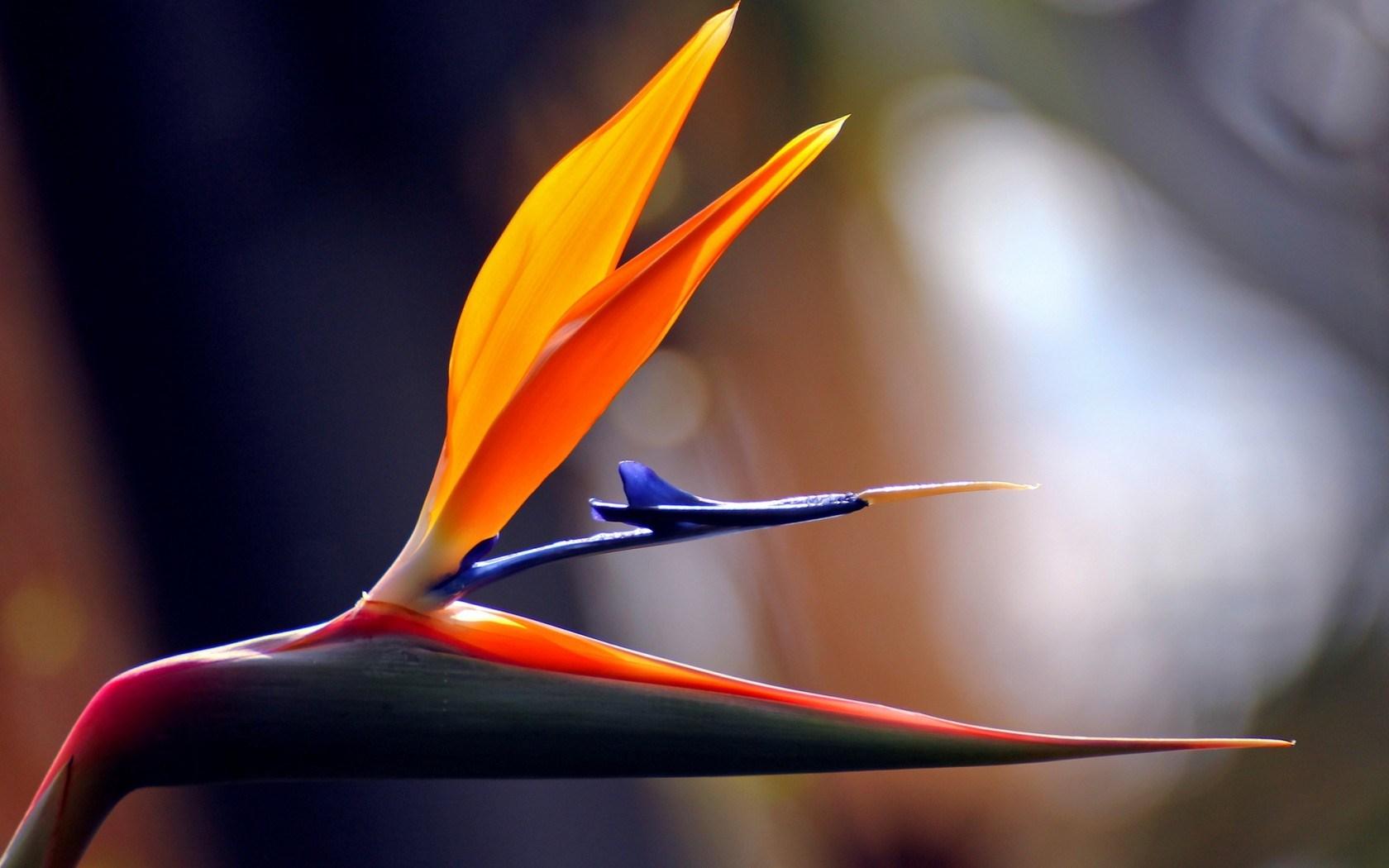 Flower Tropical Bird of Paradise Strelitzia Africa wallpaper