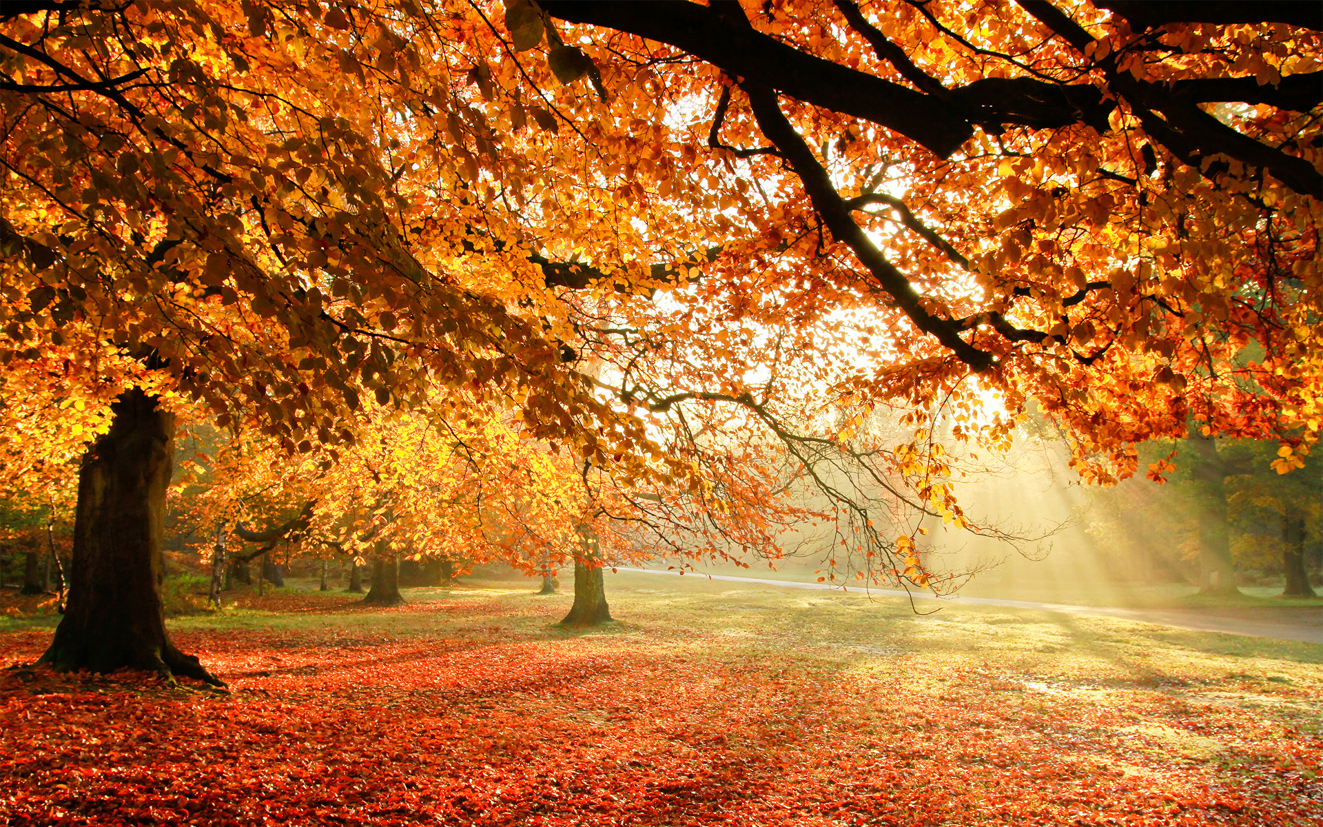Autumn Trees Sun Light Wallpaper and Free Stock