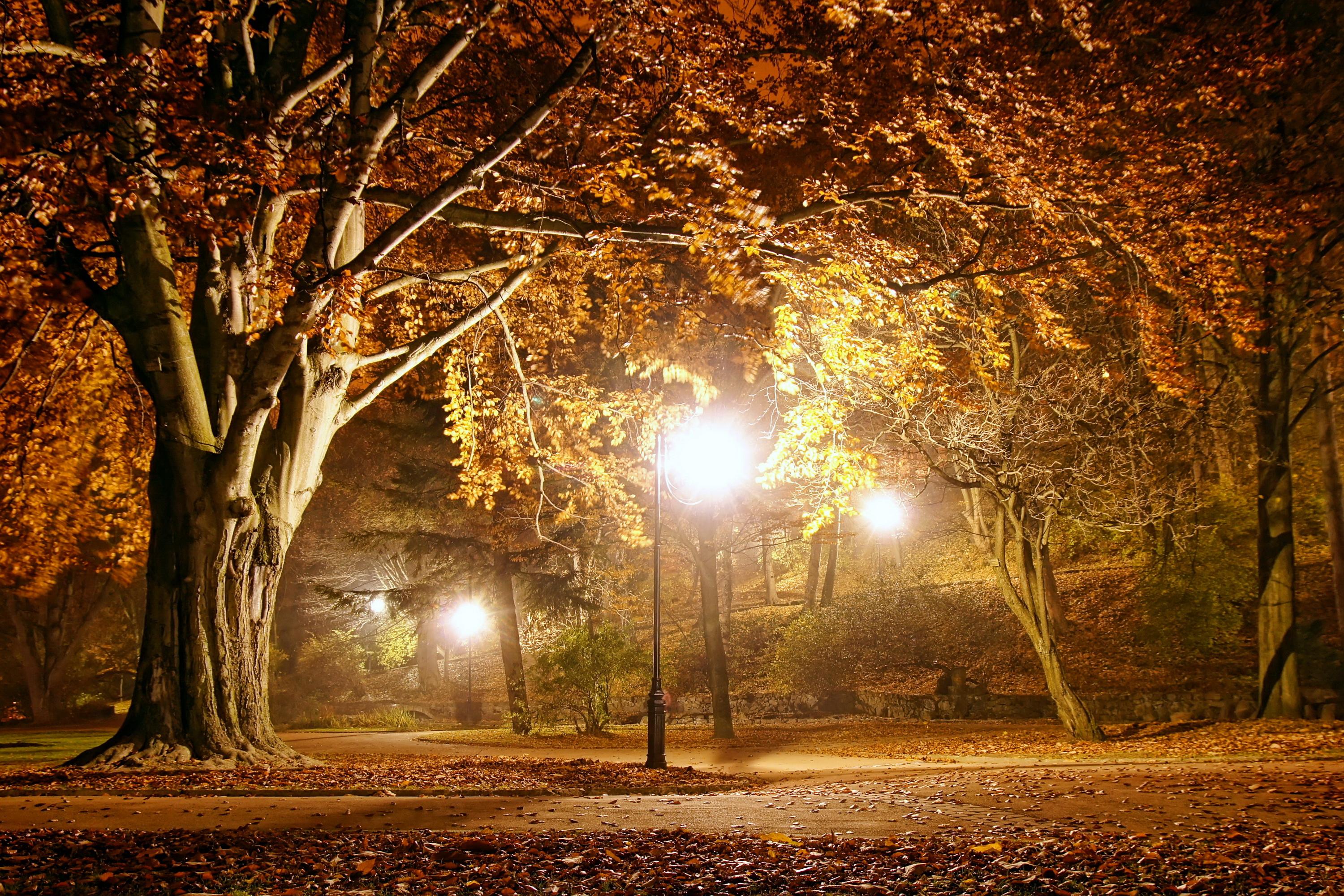 autumn, lights, park, night, fall wallpaper