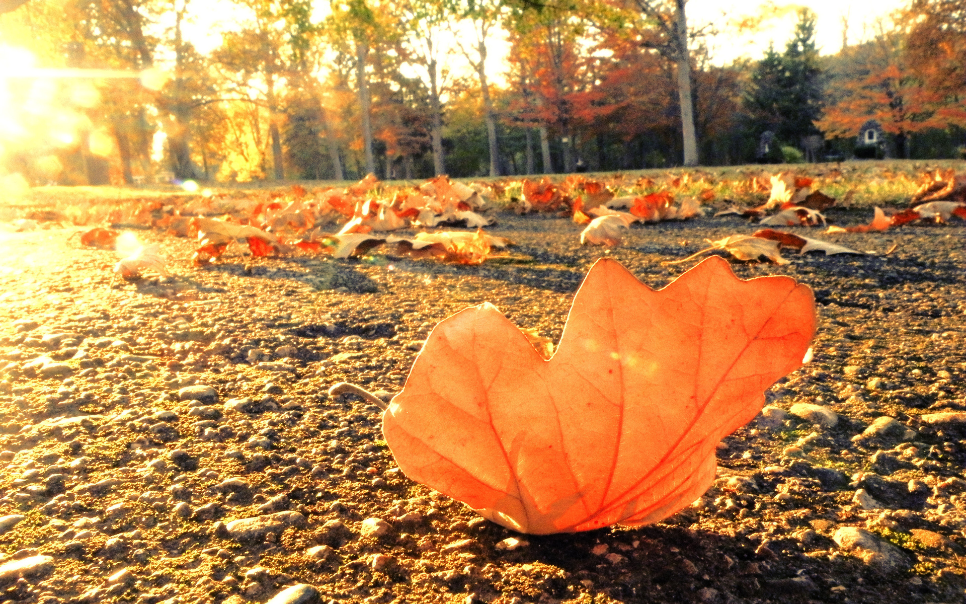 Nature leaves sidewalk trail roads autumn fall seasons trees sunlight light wallpaperx1200