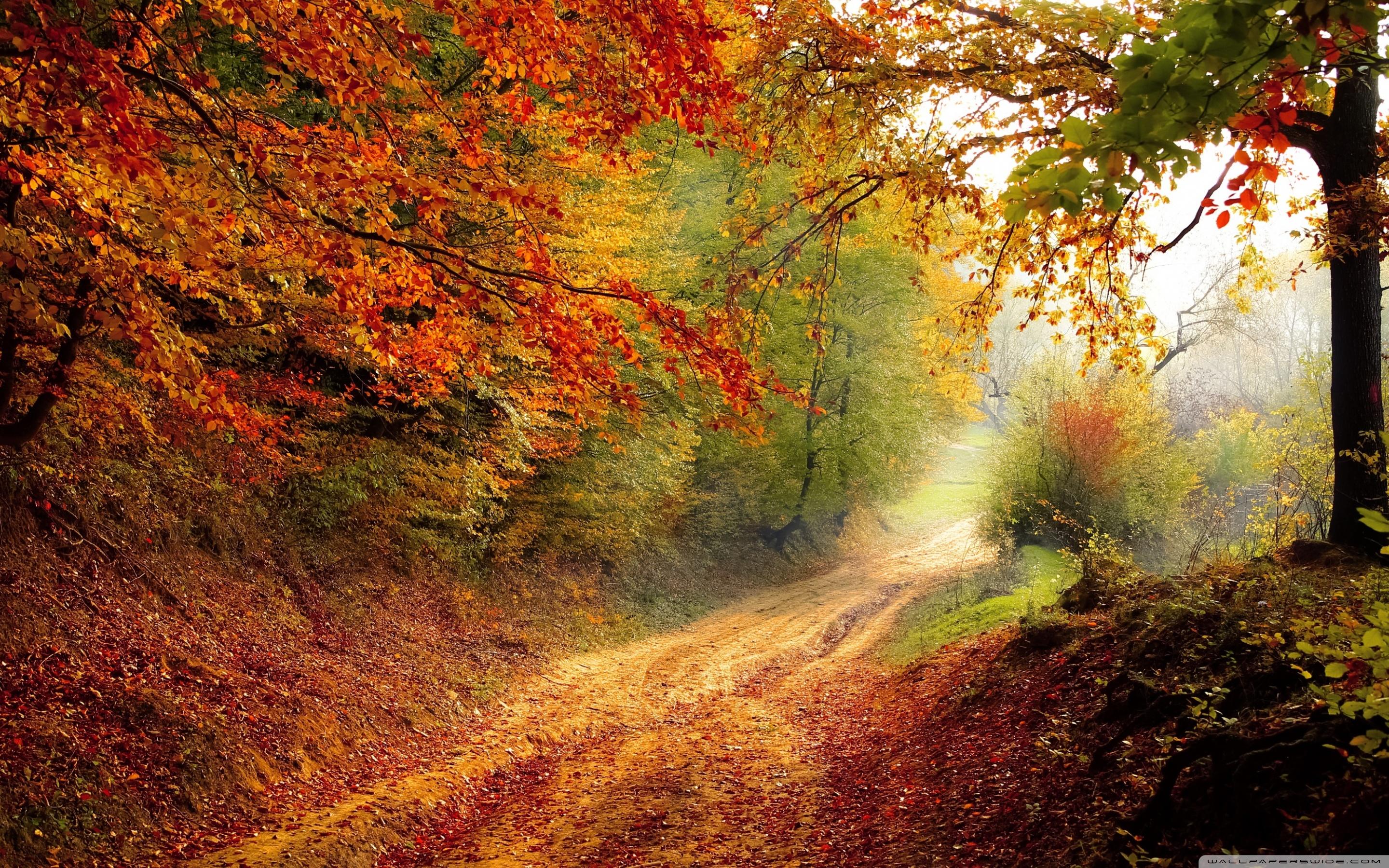 Fall Foliage ❤ 4K HD Desktop Wallpaper for 4K Ultra HD TV