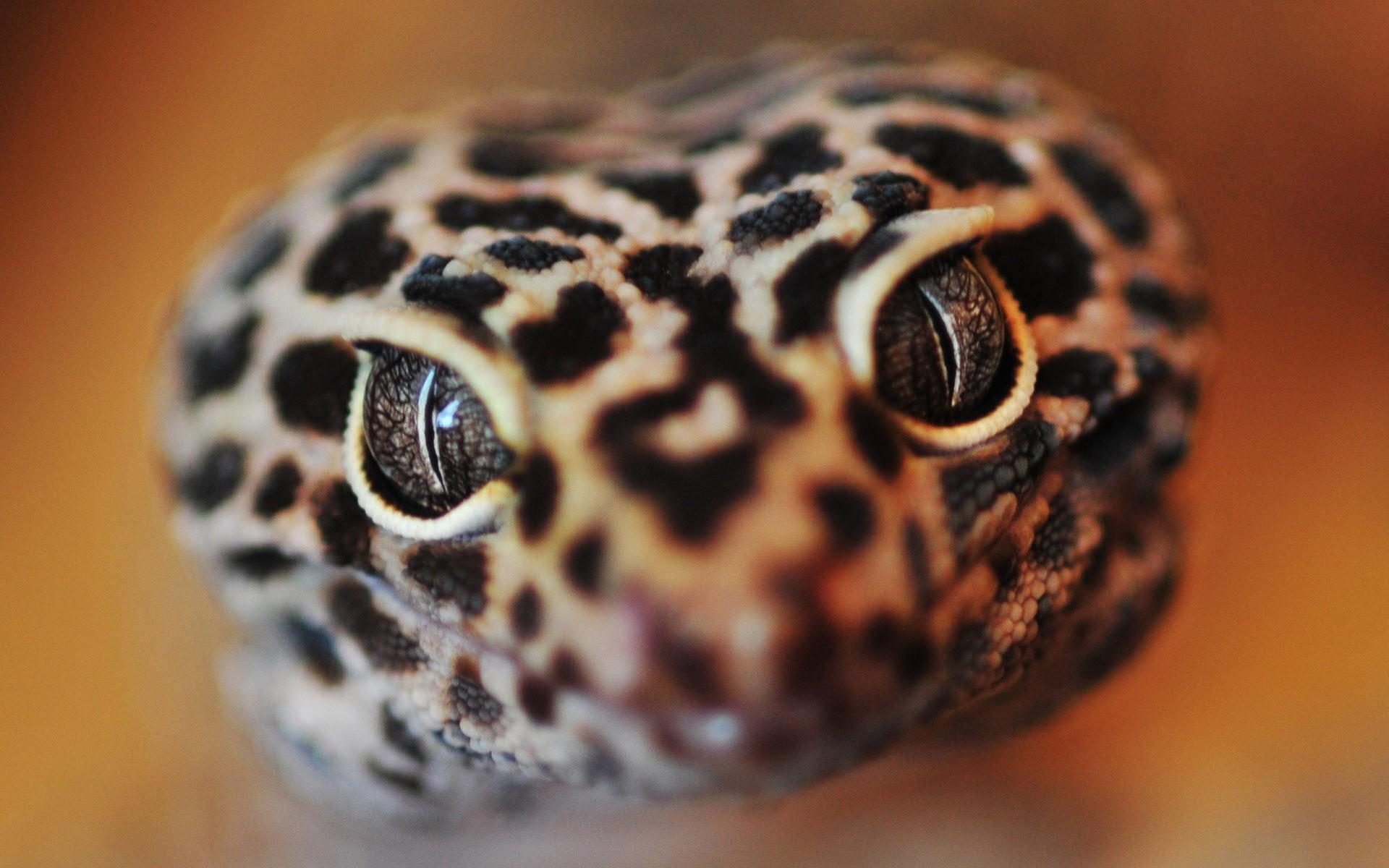photography, Animals, Macro, Reptile, Lizards, Leopard Geckos