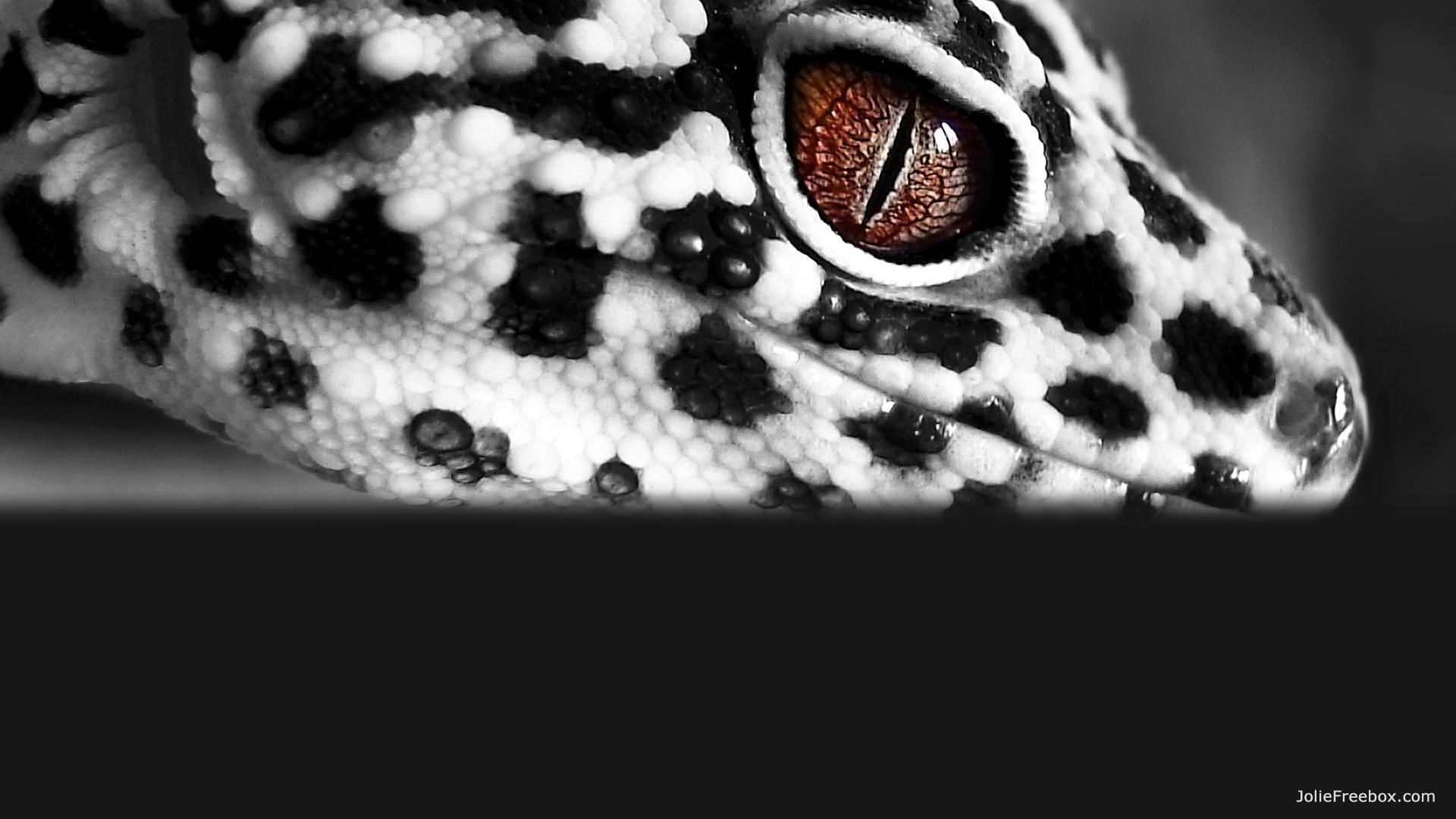 1920x1080px Leopard Gecko Wallpaper