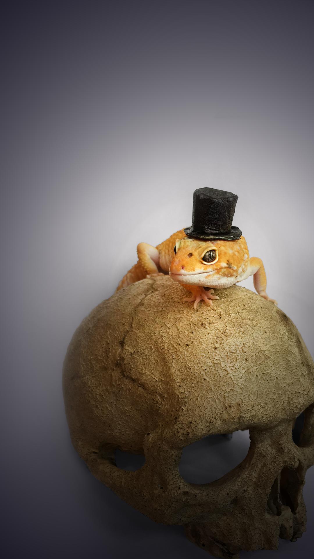 Leopard Geckos Wallpapers - Wallpaper Cave