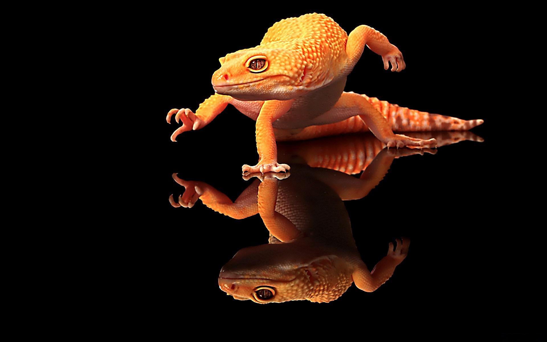 Leopard Gecko Wallpaper