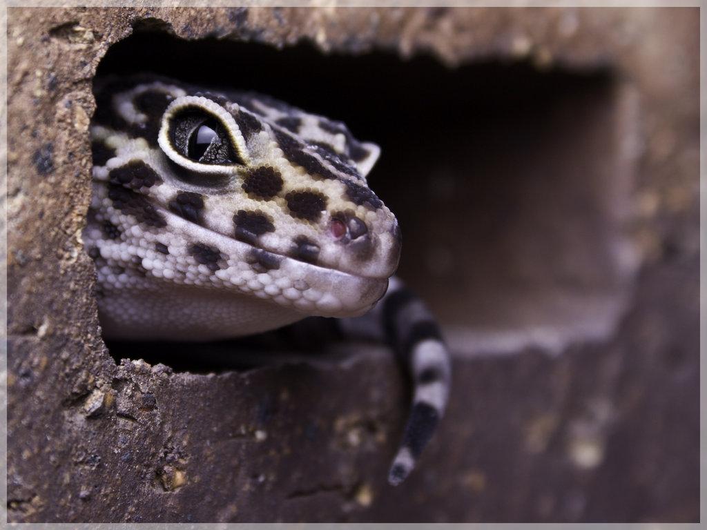 Leopard Gecko Clipart wallpaper More Like leopard gecko