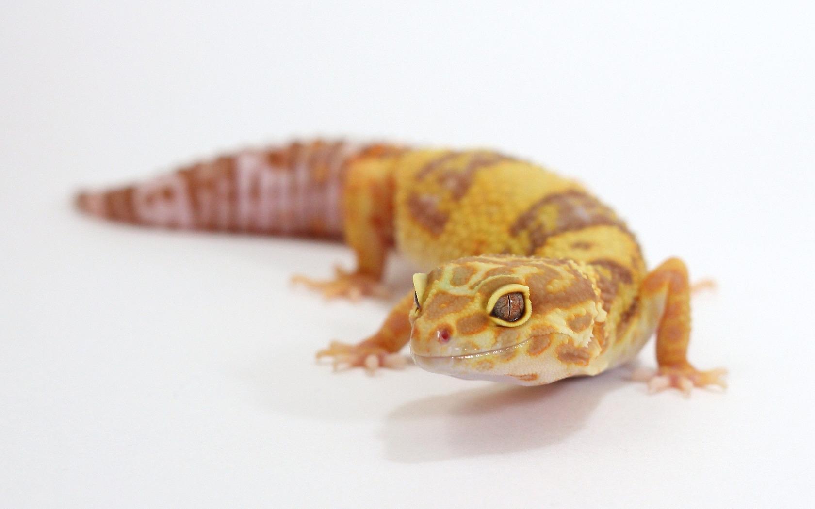 Albino Leopard Gecko HD Wallpaper, Background Image