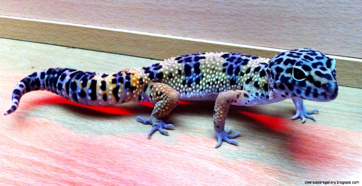 Blue Leopard Gecko