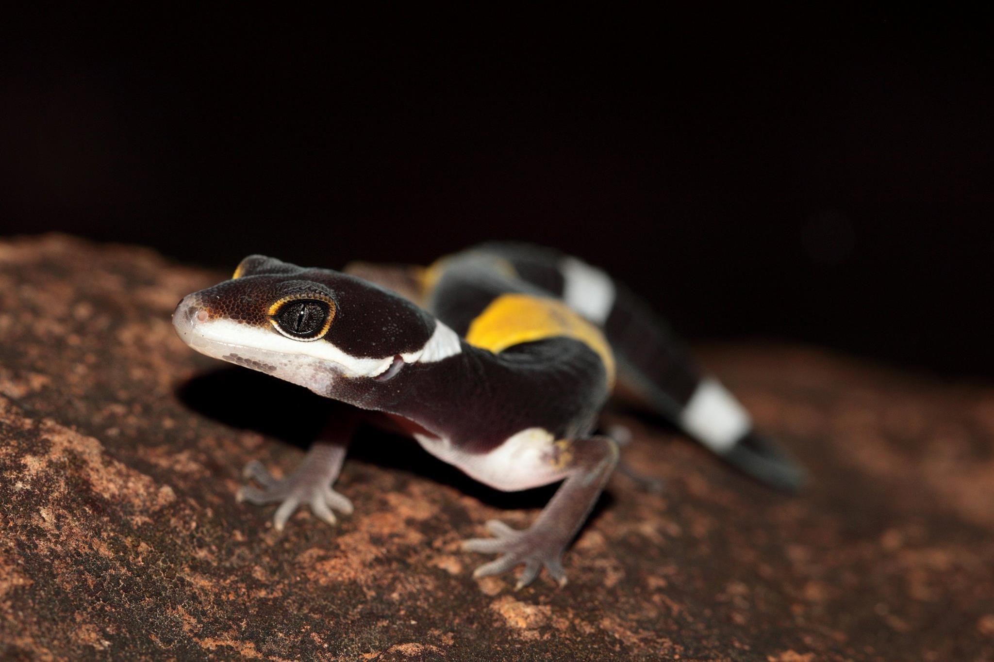 Leopard Geckos Wallpapers - Wallpaper Cave