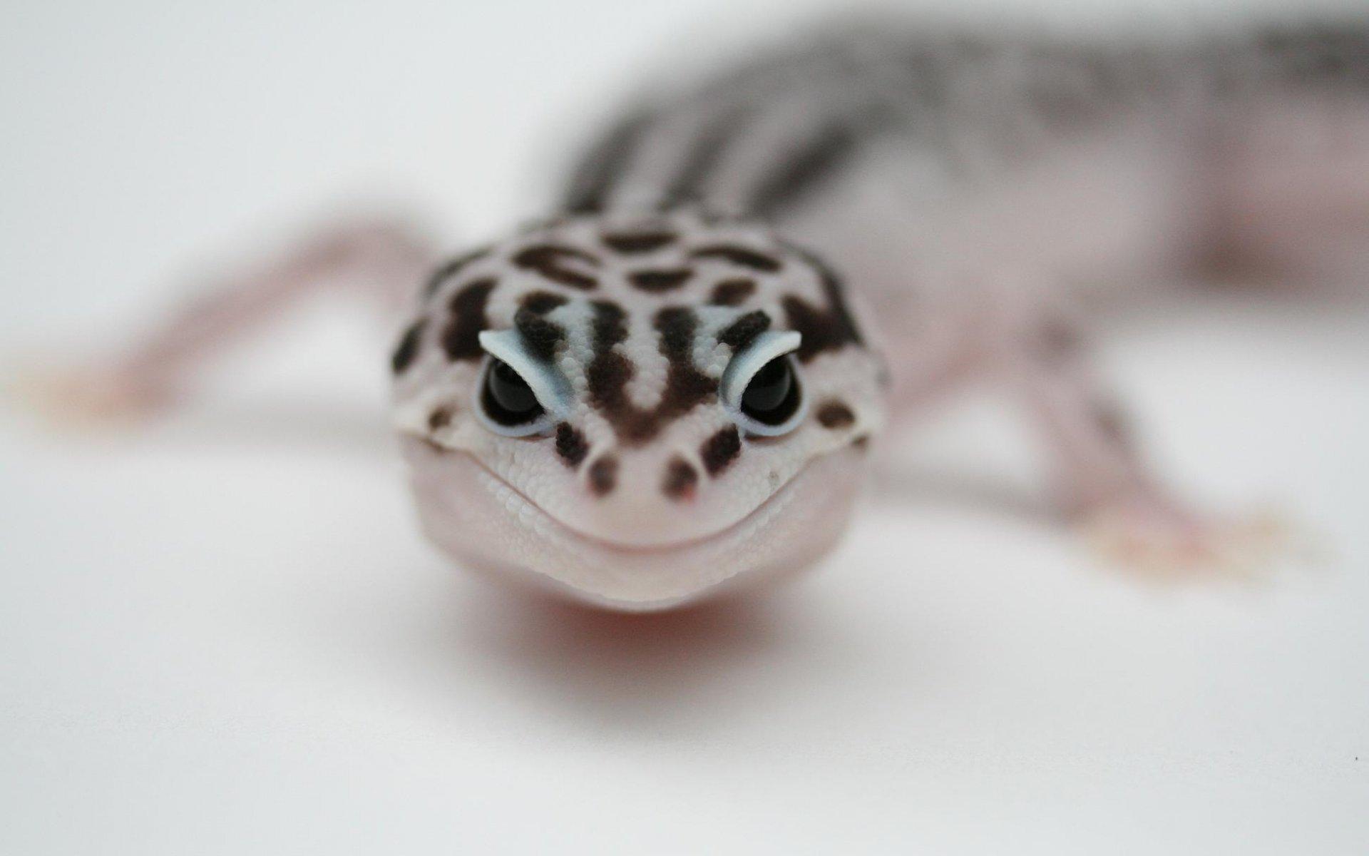 Leopard Gecko wallpaper HD for desktop background