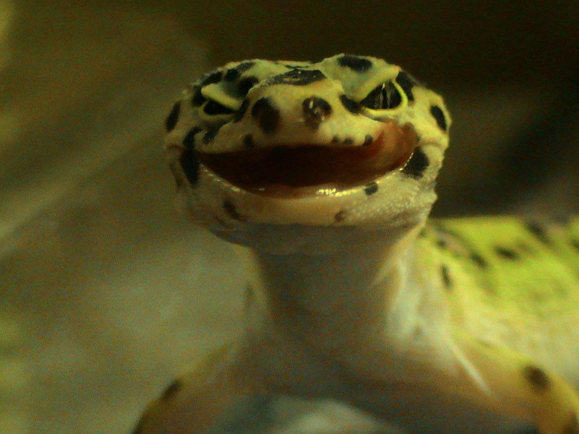 leopard geckos image Leopard Gecko's! < 3 HD wallpaper