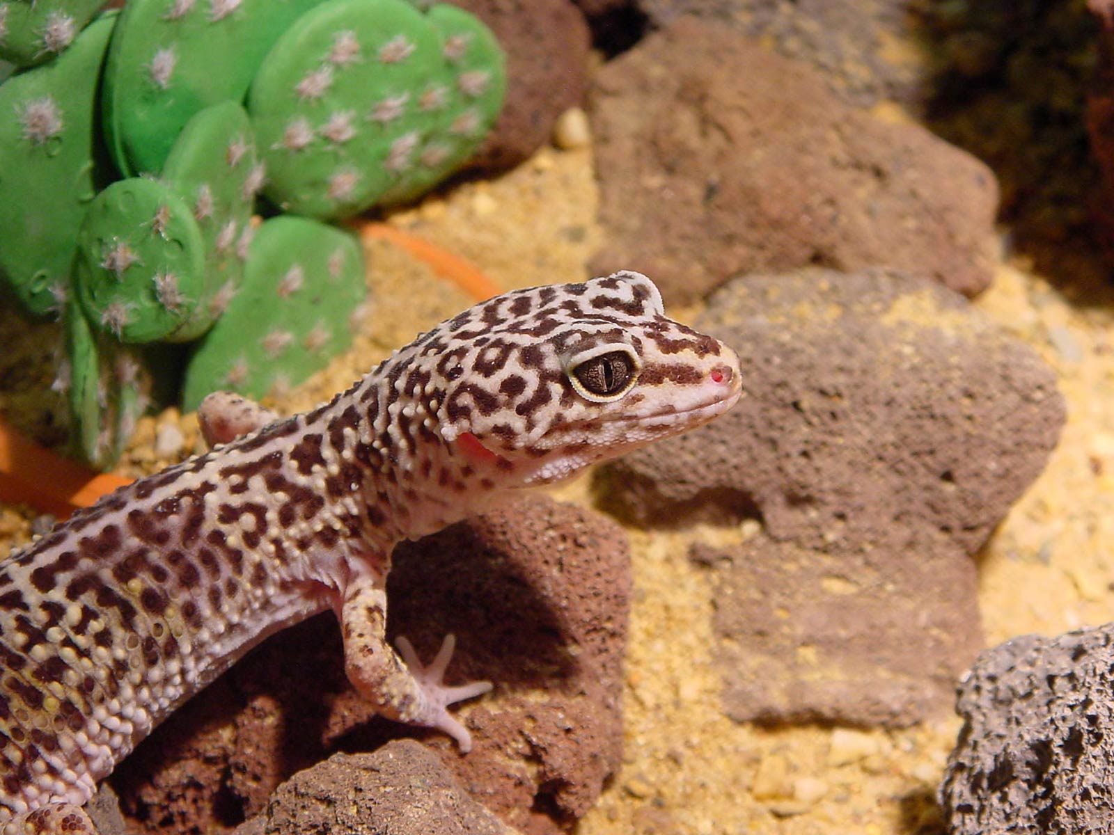 Leopard Geckos Wallpapers - Wallpaper Cave