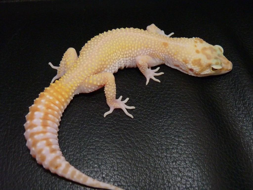 Shedding and Tail Loss in Leopard Geckos