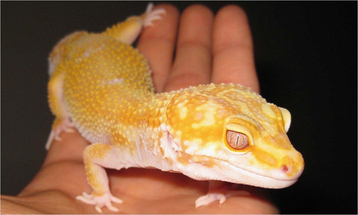Leopard Gecko Wallpaper Beautiful Tremper Albino Leopard Gecko Eyes