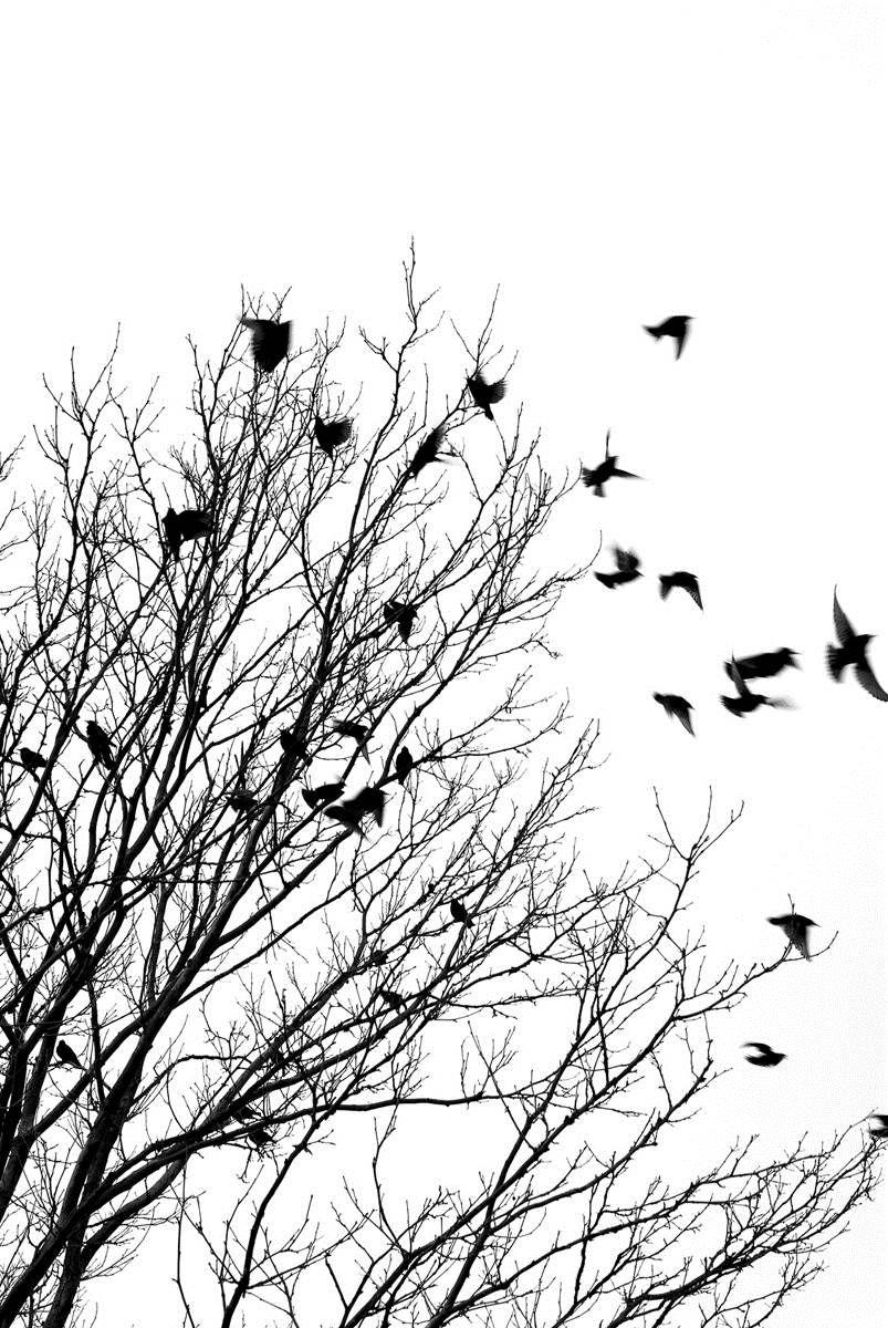 Art Bird Birds Black Black And White Black Birds Favim Com 1920×1200