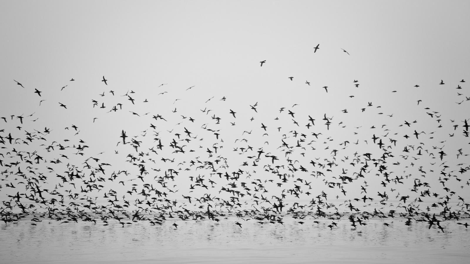 Black and white birds, Bird wallpaper, Black bird