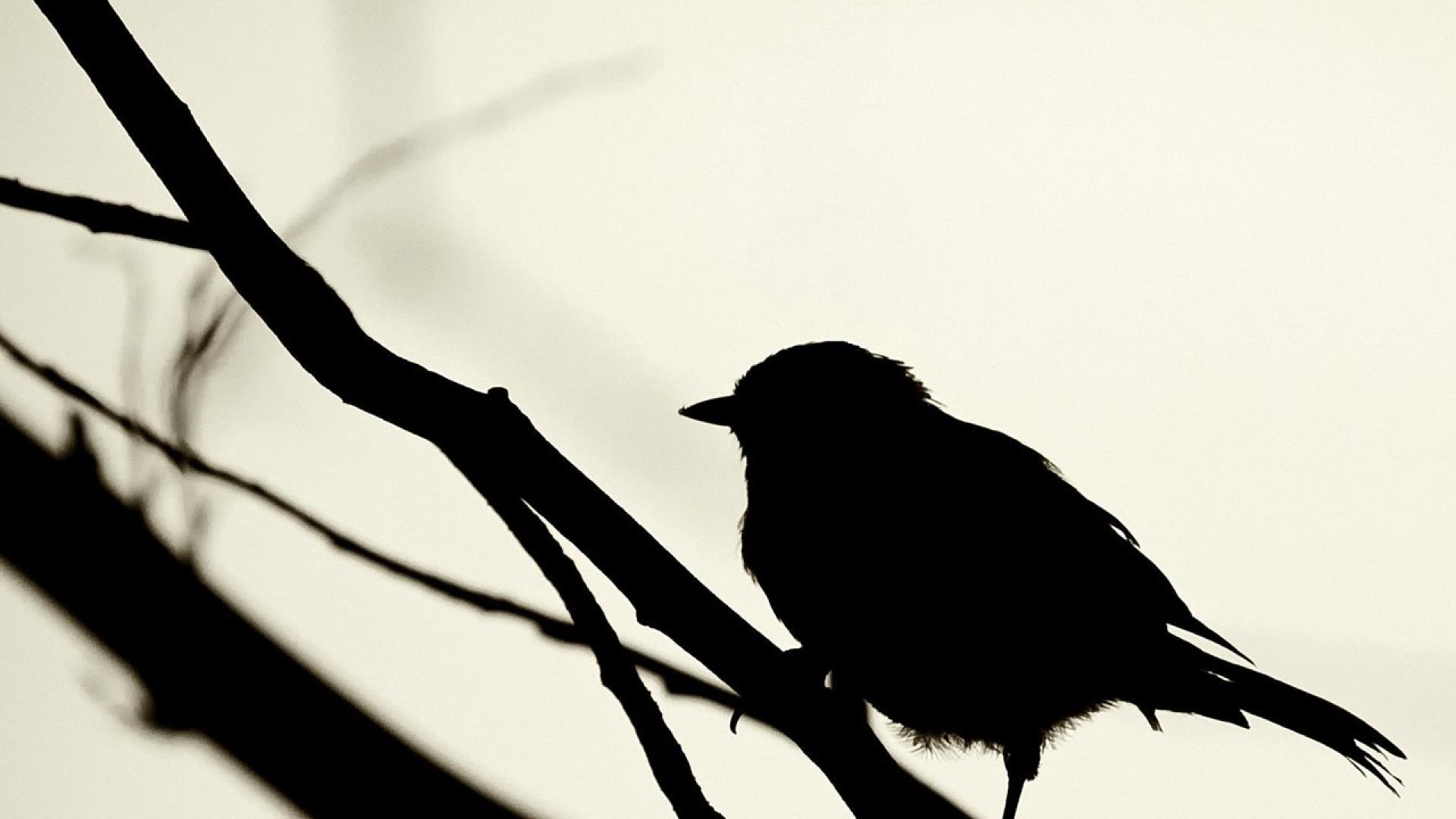 Черные птицы читать. Птица черно белая. Птицы черно белые картинки. Черный Воробей. Черные обои с птицами.