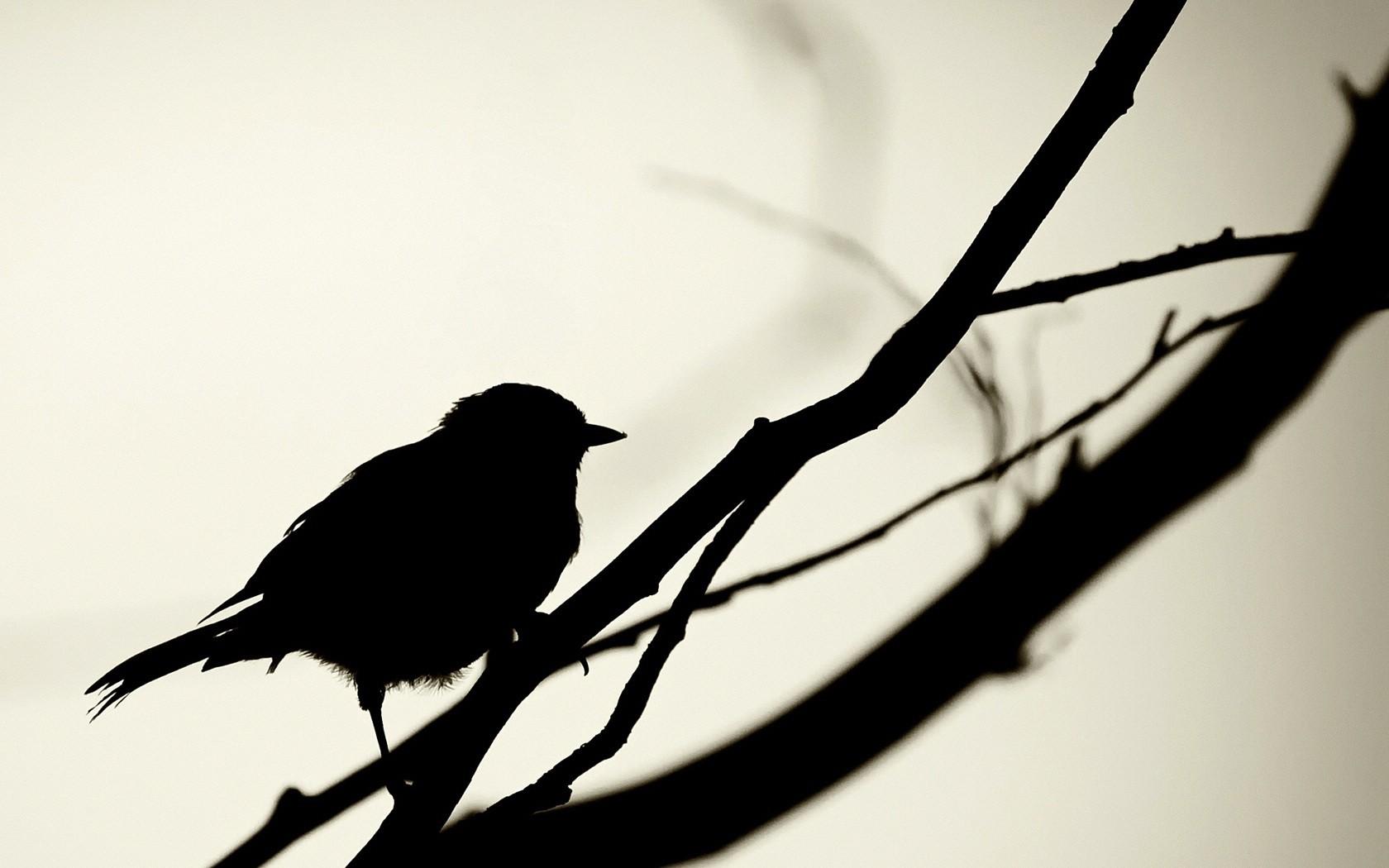Black Bird HD Desktop Wallpaper, Widescreen, High Definition