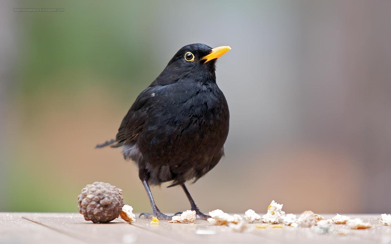 Black Bird wallpaper HD