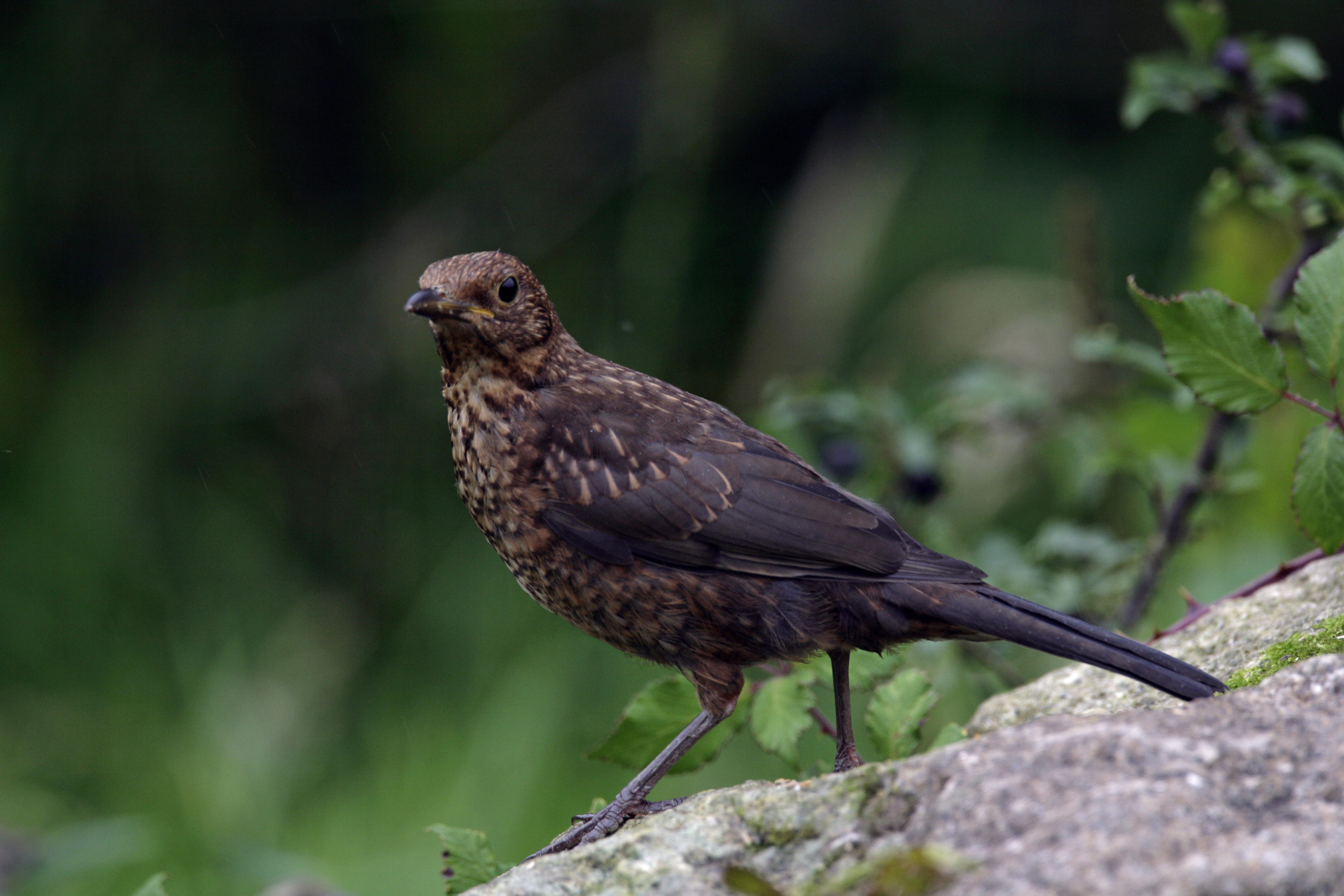 Black Bird Wallpapers - Wallpaper Cave