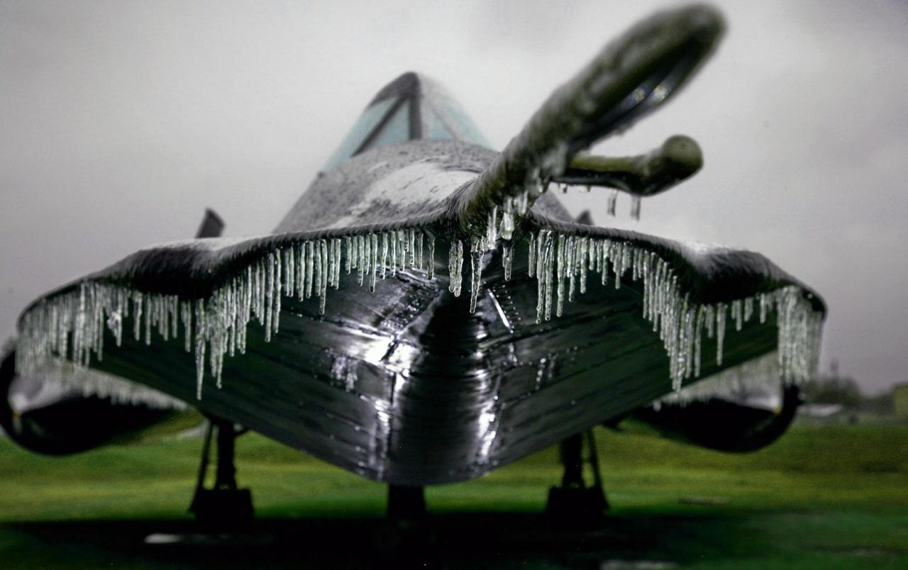 Frozen Blackbird wallpaper. Frozen Blackbird