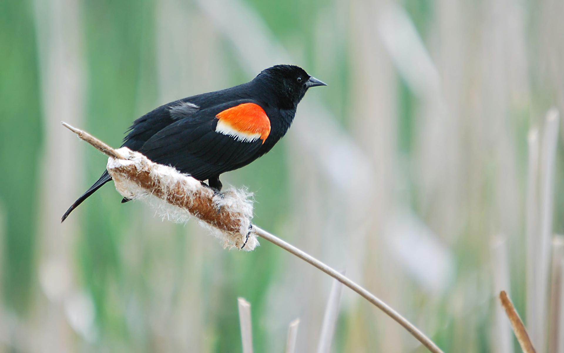 Moril Red Winged Blackbird HD Wallpaper. Background Image