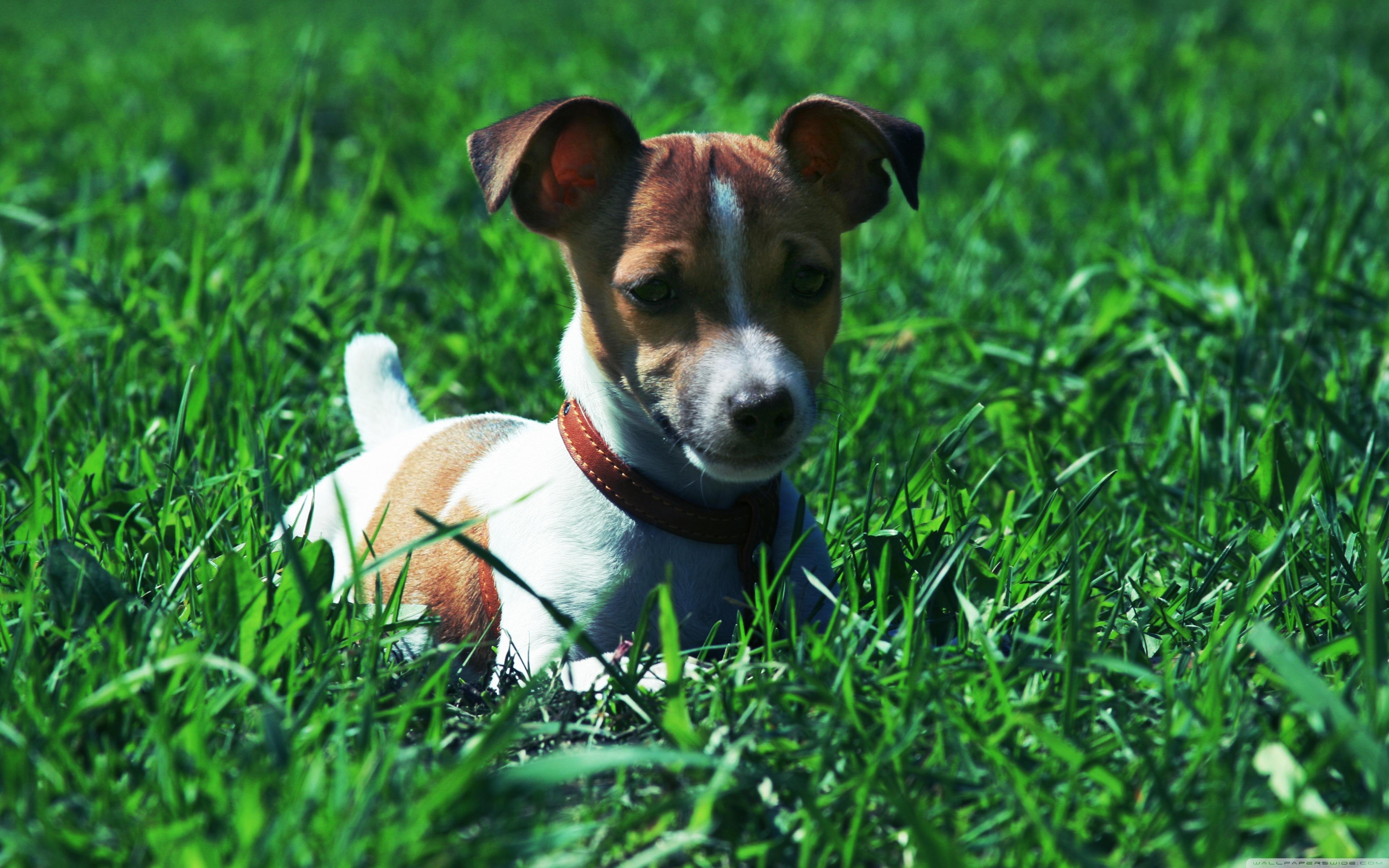 Jack Russell Terrier In The Grass Ultra HD Desktop Background