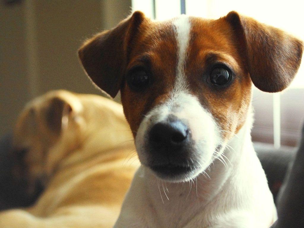 Jack Russell puppy dog. Jack russell dogs, Dog wallpaper