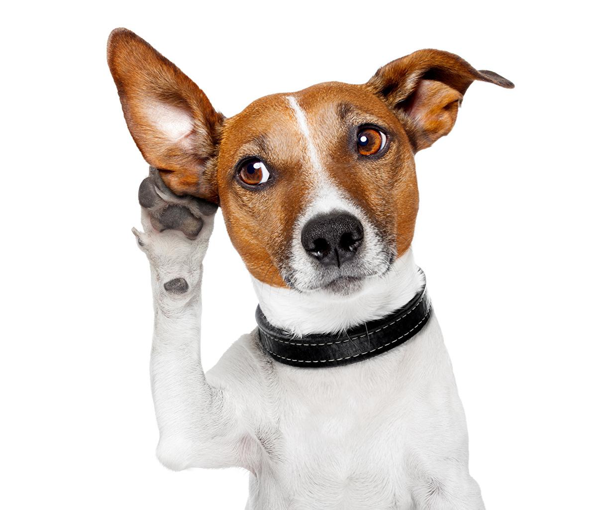 Wallpaper Animals Jack Russell terrier Dogs Paws Funny Glance