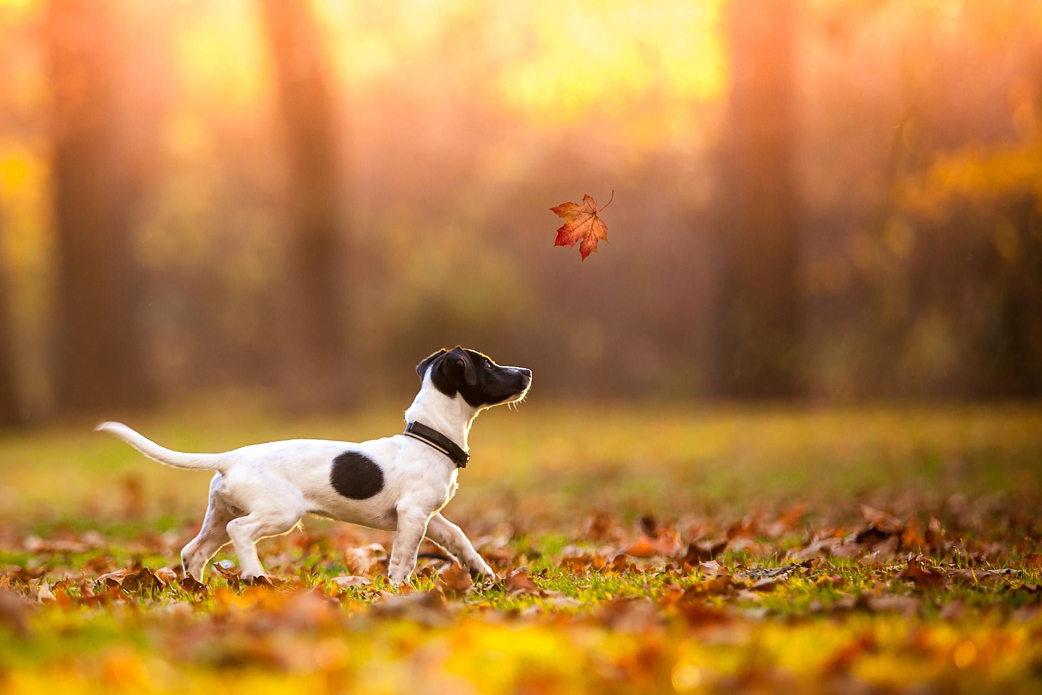 Jack Russell Terrier HD Wallpaper. Background Imagex1365