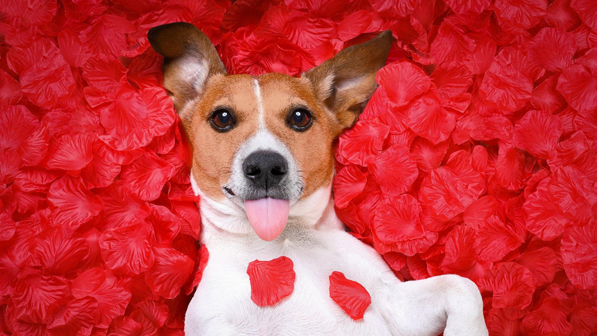 Jack Russell Terrier HD Wallpaper