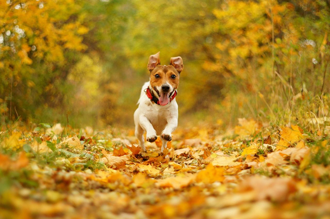 Jack Russell Terrier Wallpaper 17 X 850