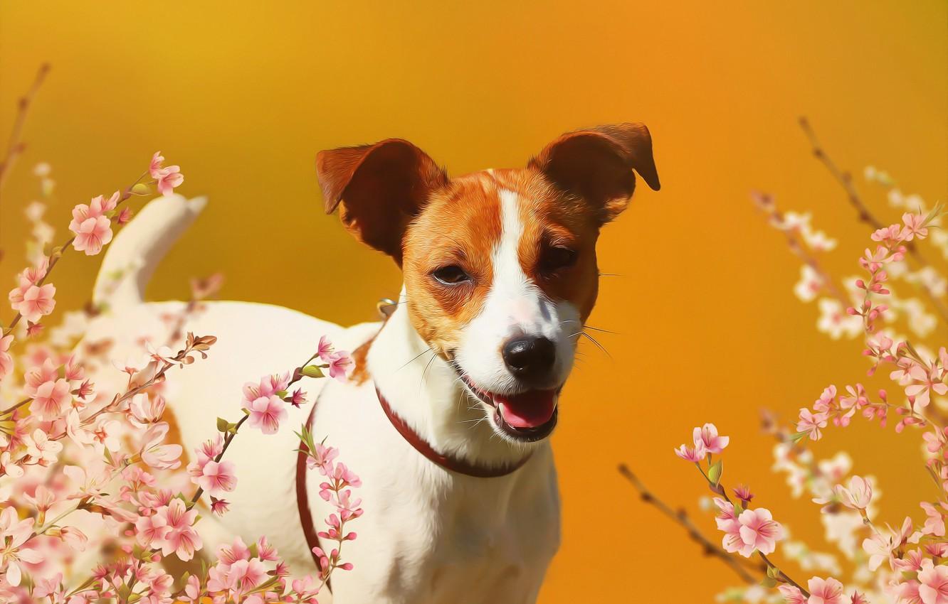 Wallpaper look, flowers, background, dog, Jack Russell Terrier
