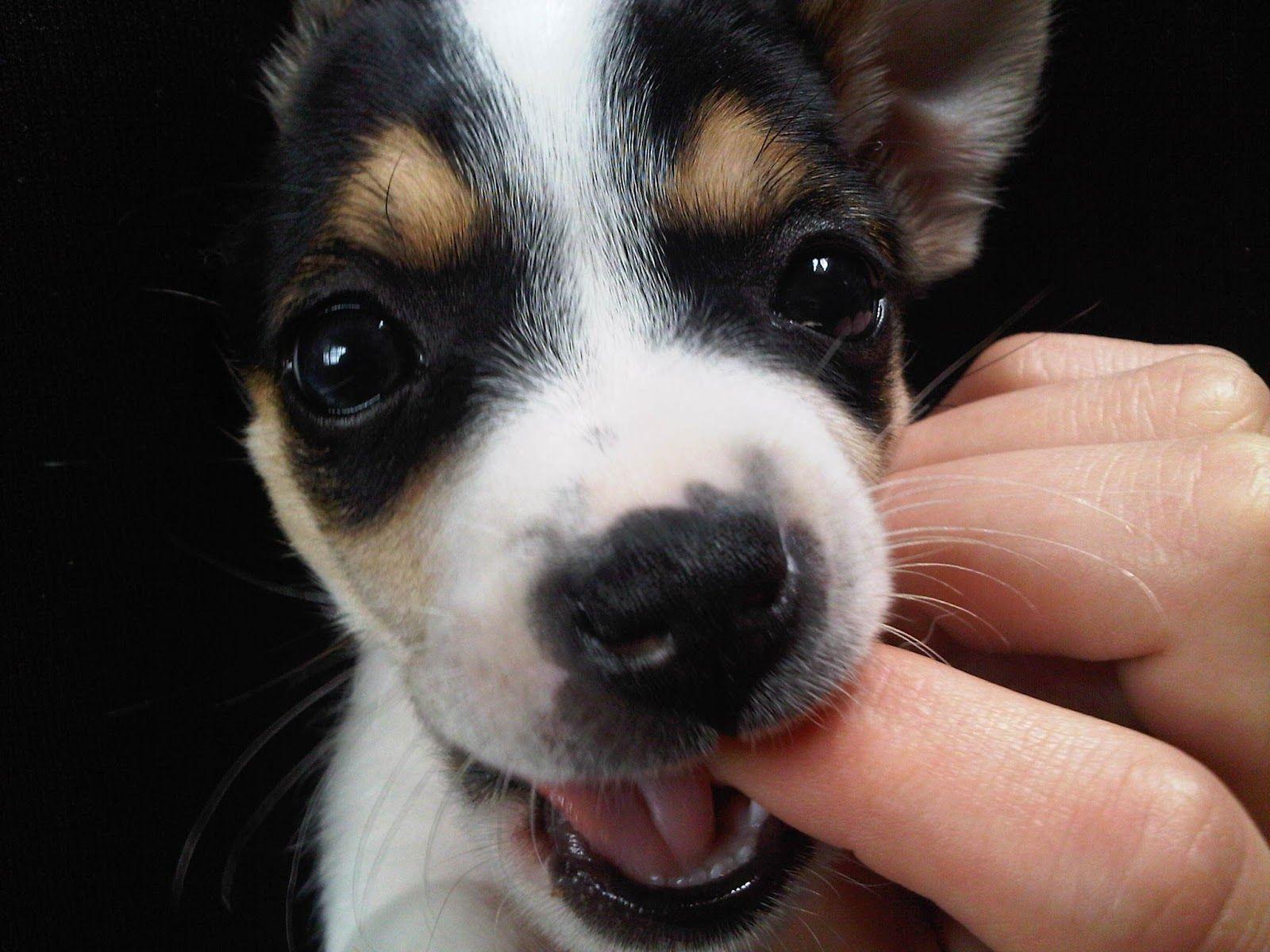 Jack Russell puppy Wallpaper. Animals. Jack russell puppies