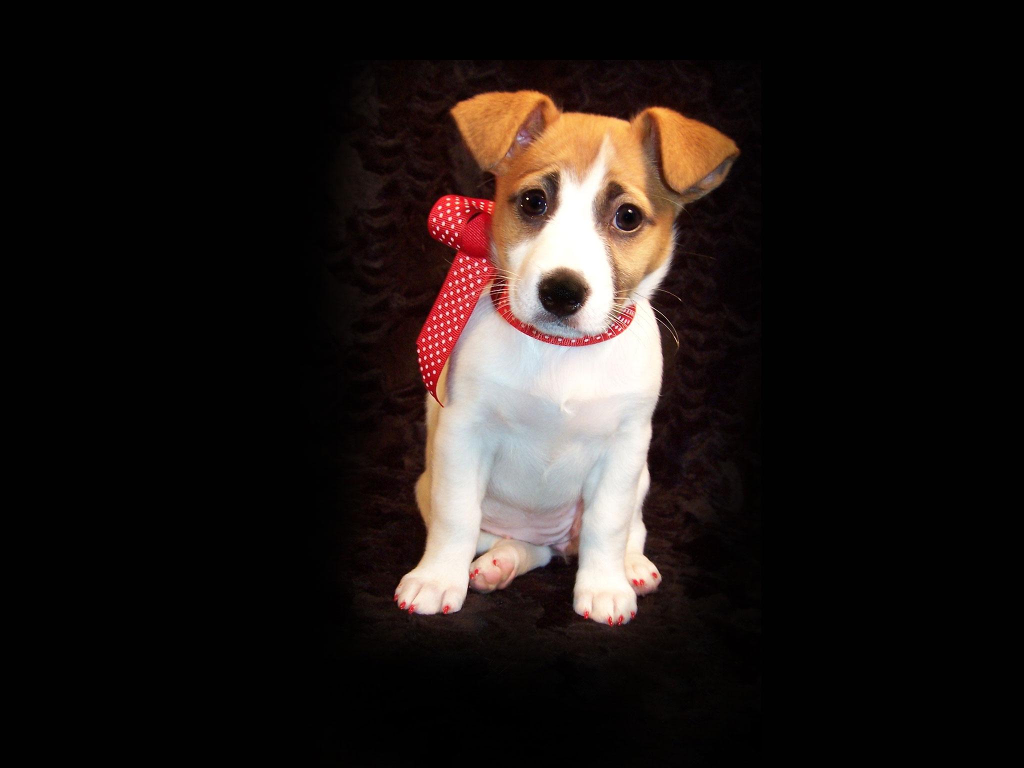 Jack Russell Terrier Wallpapers - Wallpaper Cave