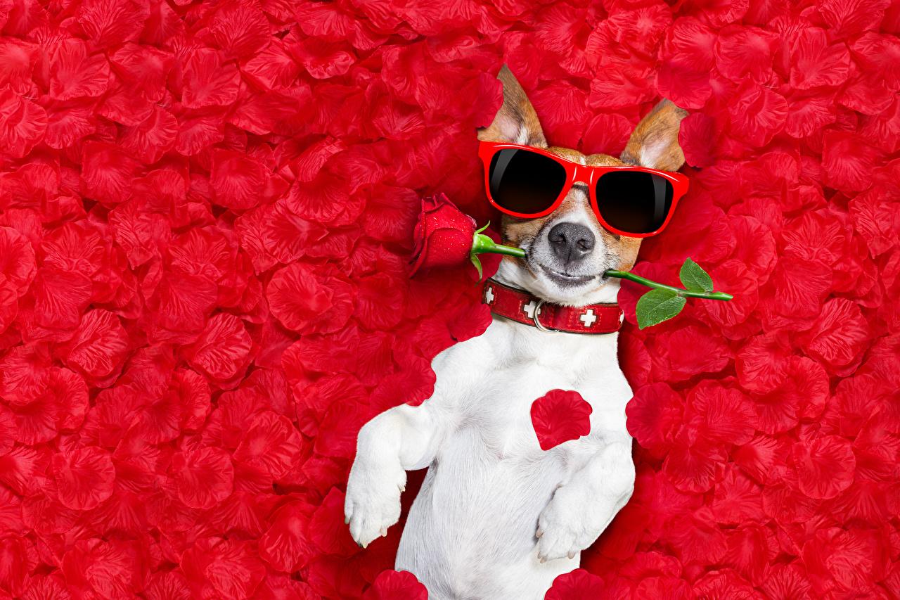 Wallpaper Jack Russell terrier Dogs Funny Roses Petals Glasses