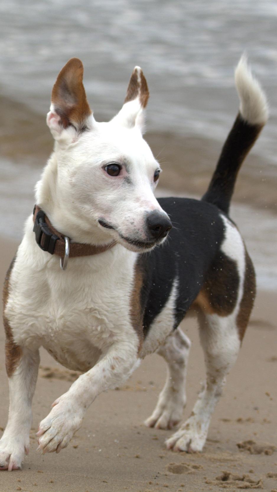 Download wallpaper 938x1668 jack russell, terrier, dog, run iphone 8