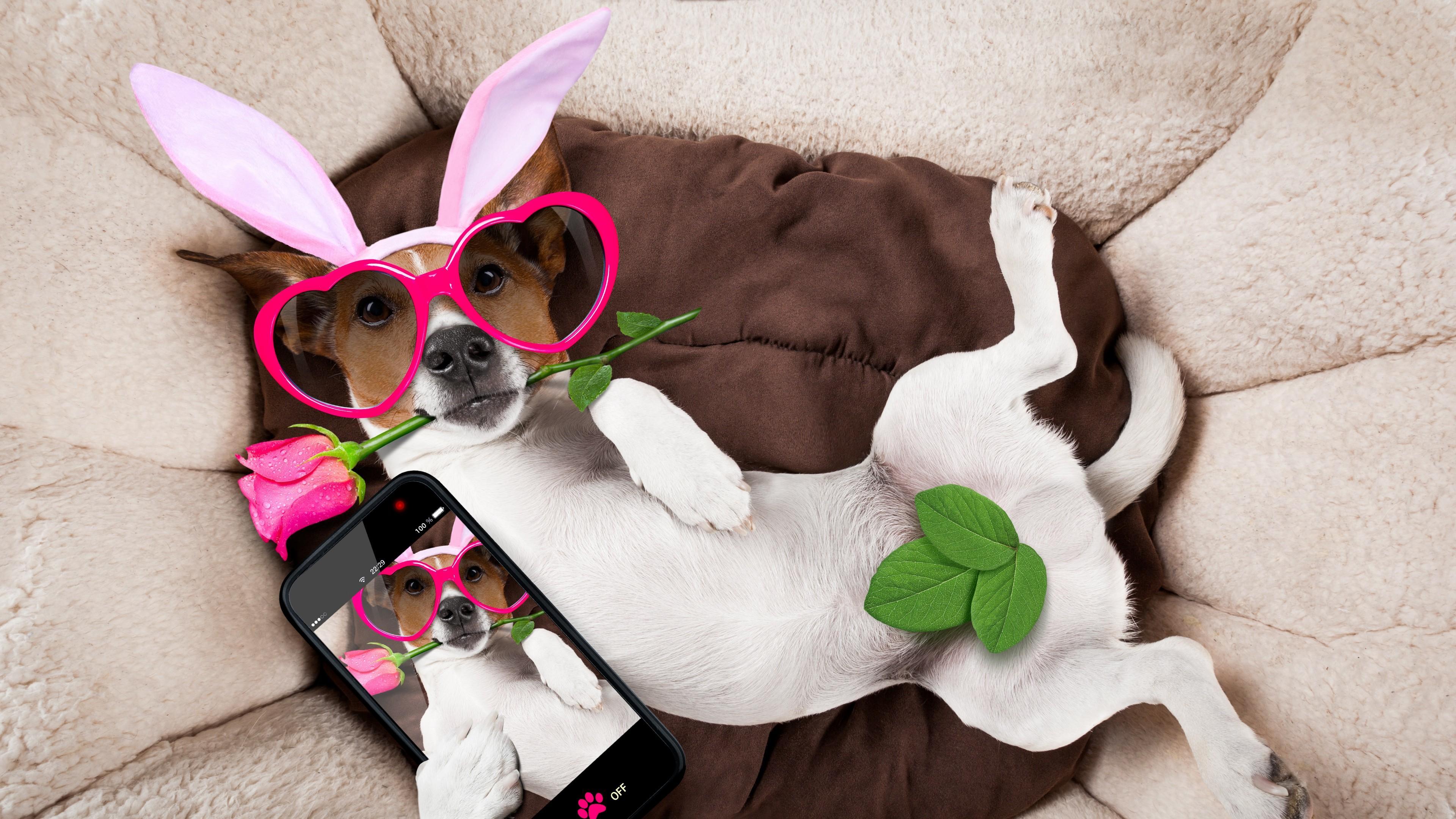 Funny Jack Russell Terrier In Fancy Dress 4K UltraHD Wallpaper