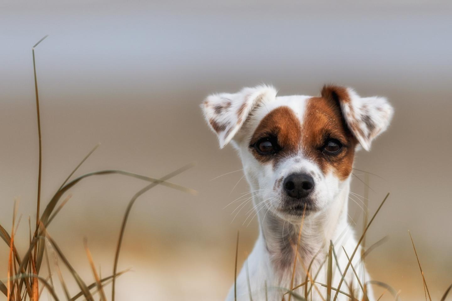 Jack Russell Terrier wallpaper HD for desktop background