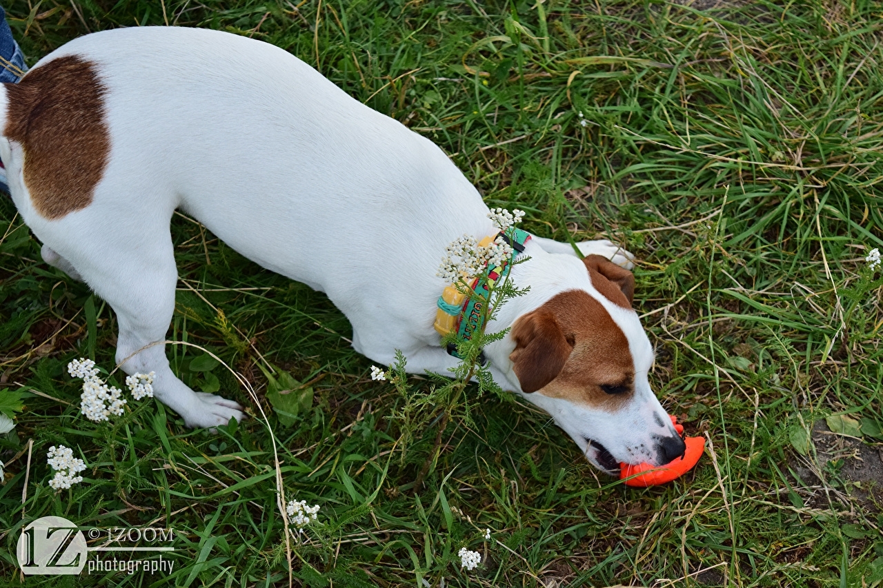 Download Best Jack Russell Terrier In The Grass Wallpaper