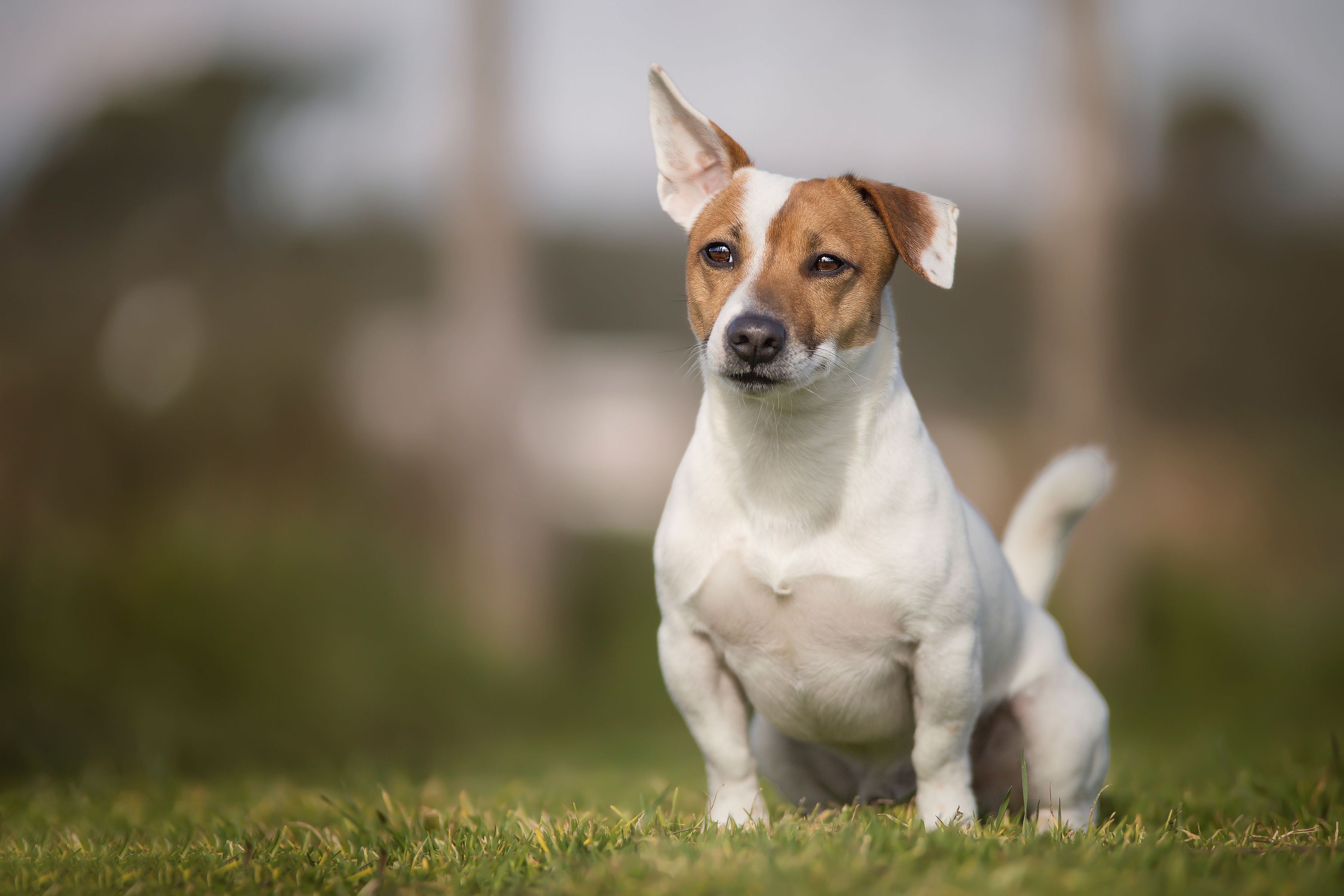 Jack Russell Terrier HD Wallpaper. Background Imagex2400