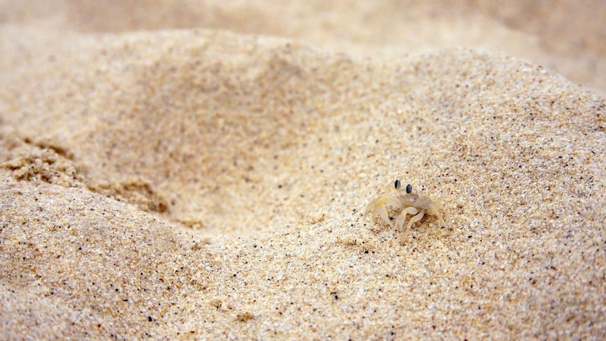 Beach sand crabs wallpaperx1080