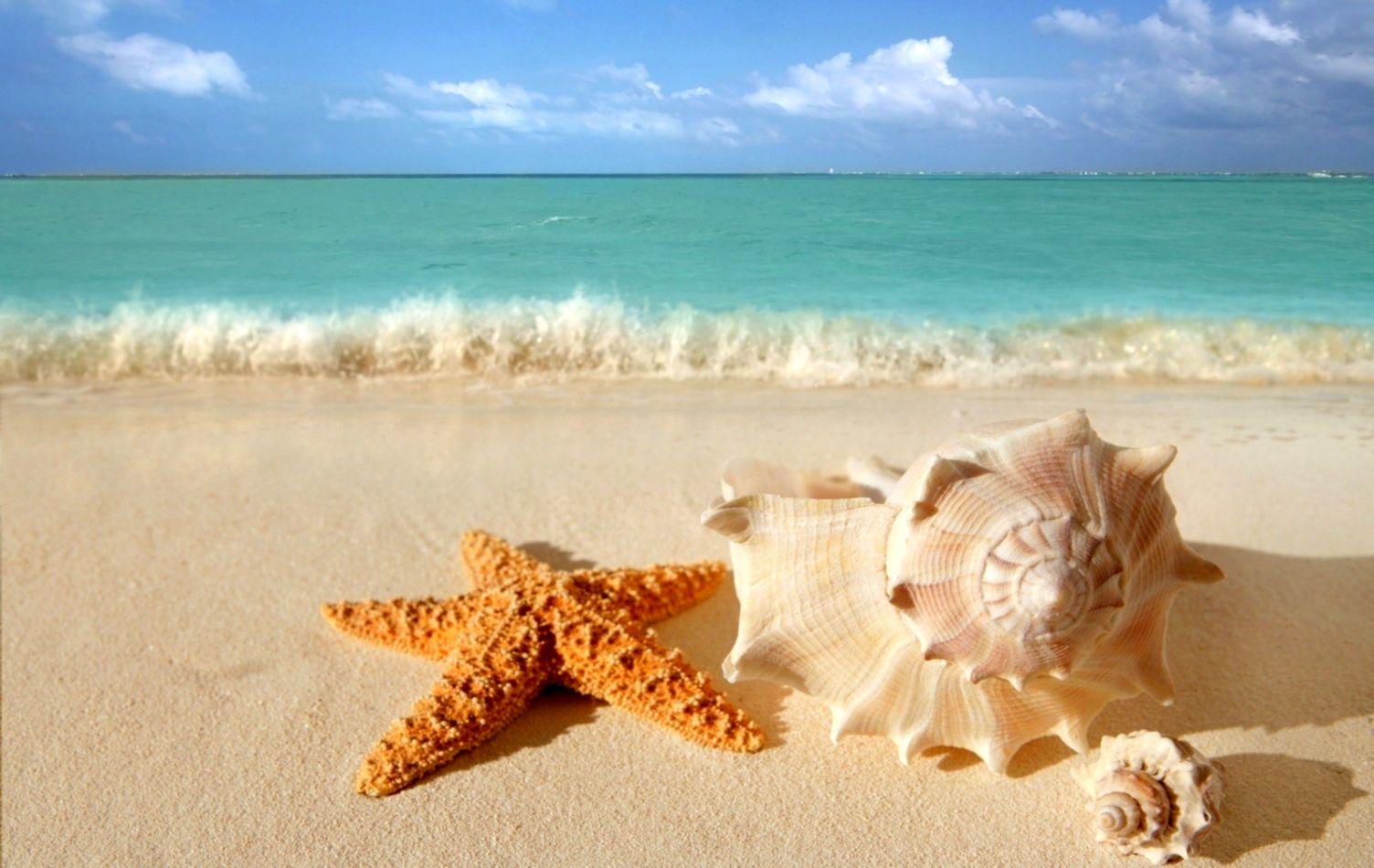 Starfish And Seashells On The Beach Wallpaper HD
